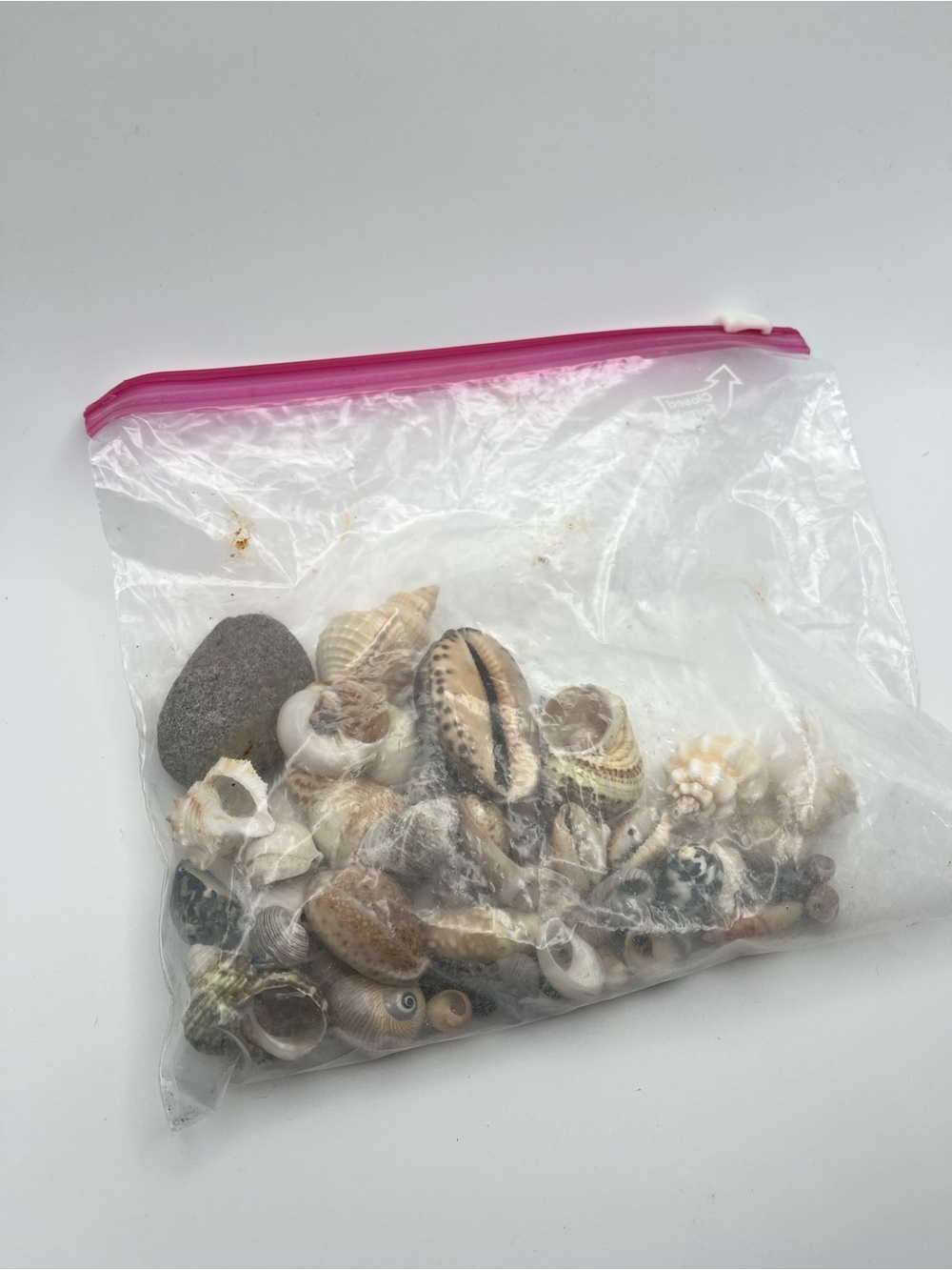 Vintage Audubon Camp Maine 2005 Mix Seashell Collection Lot Coastal Beach Decor